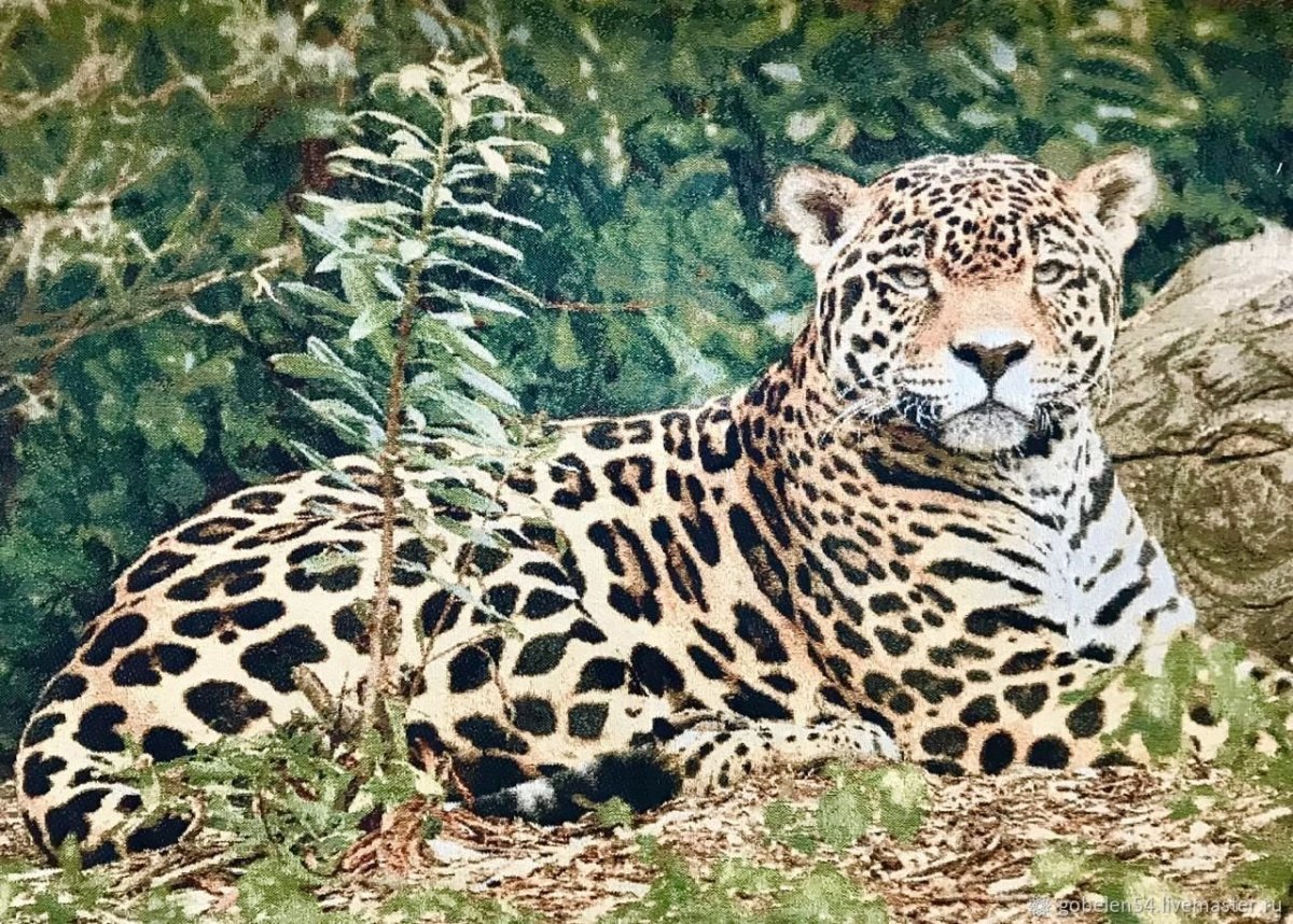 Амазонский Ягуар