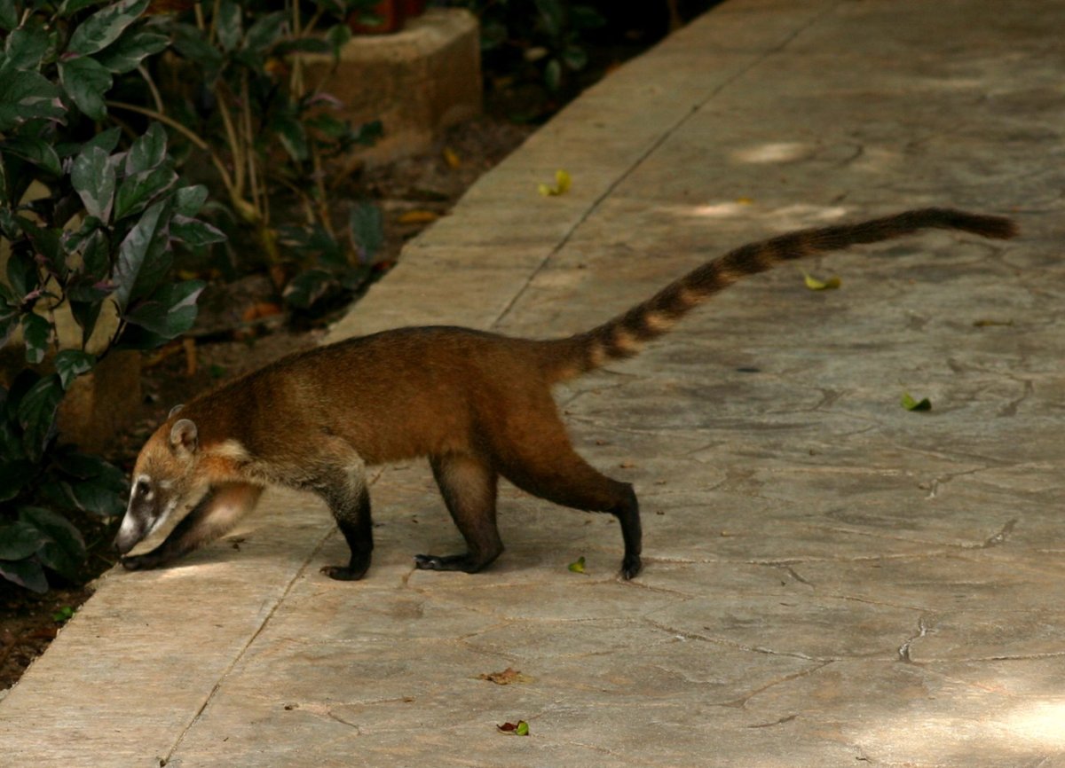 Звери в Мексике