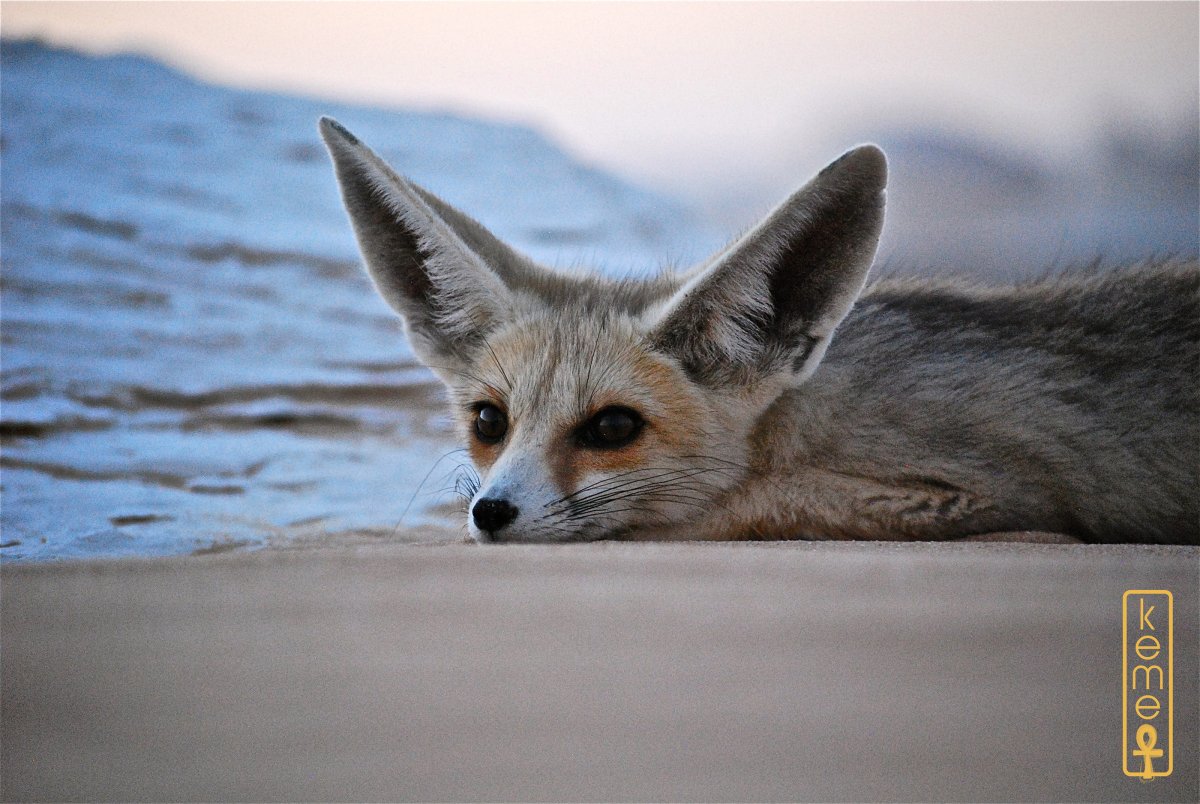 Сахарная лисица