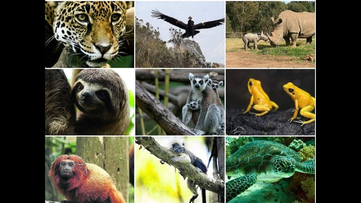 Растительный и животный мир Колумбии