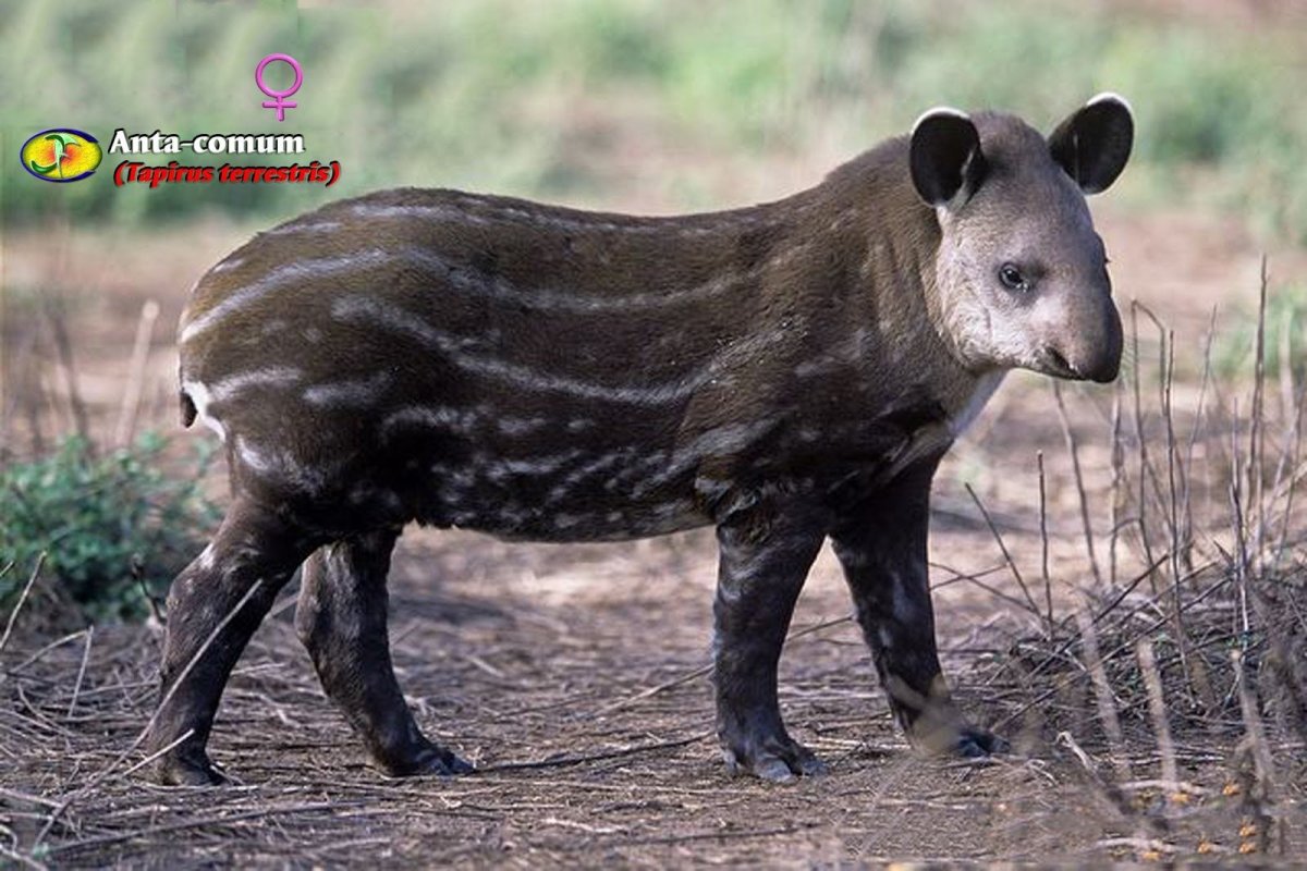 Животное топикара