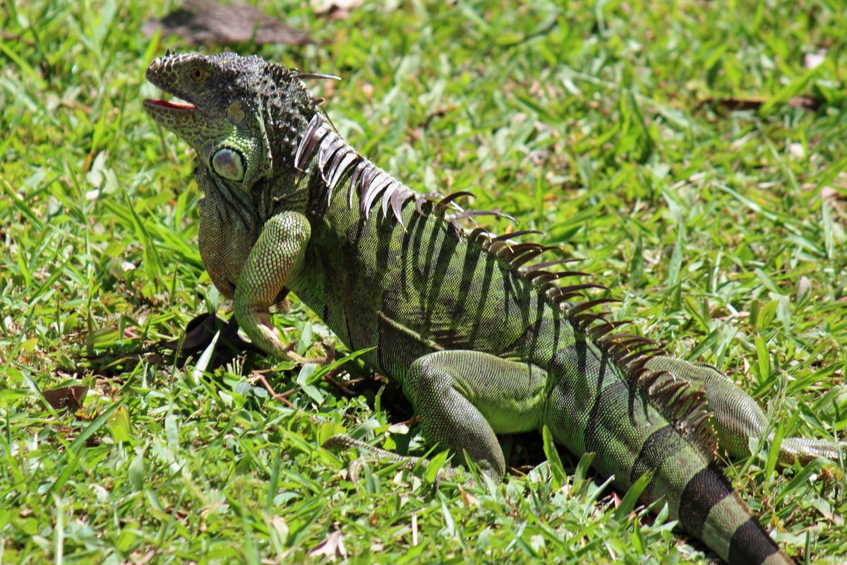 Фауна Мексики