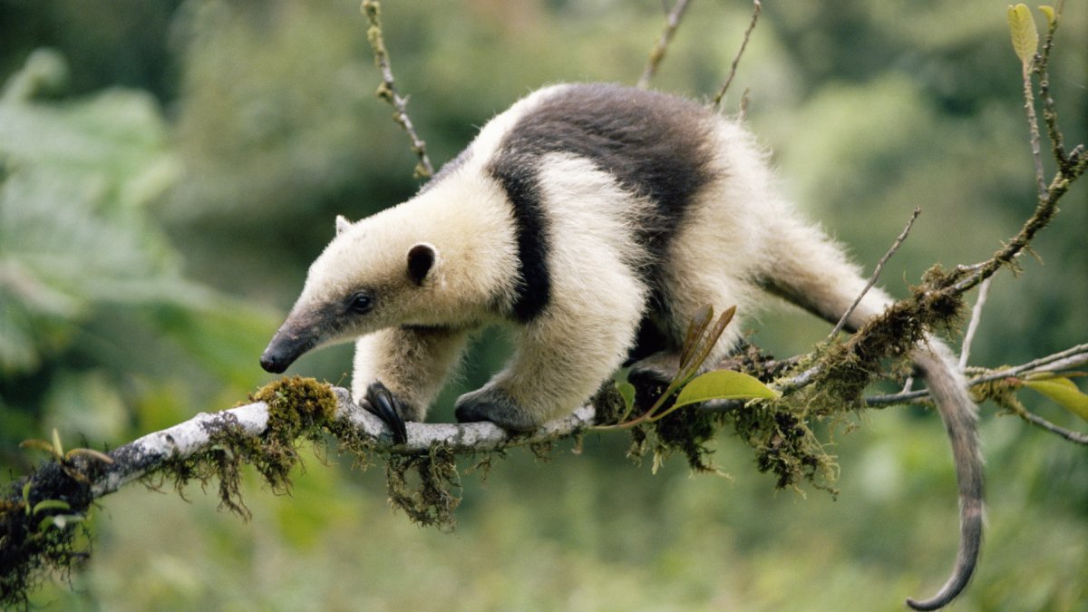 Муравьед тамандуа