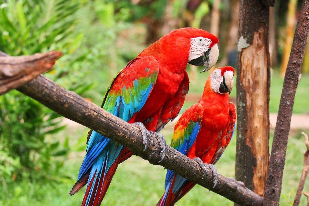 Ареал попугай ара