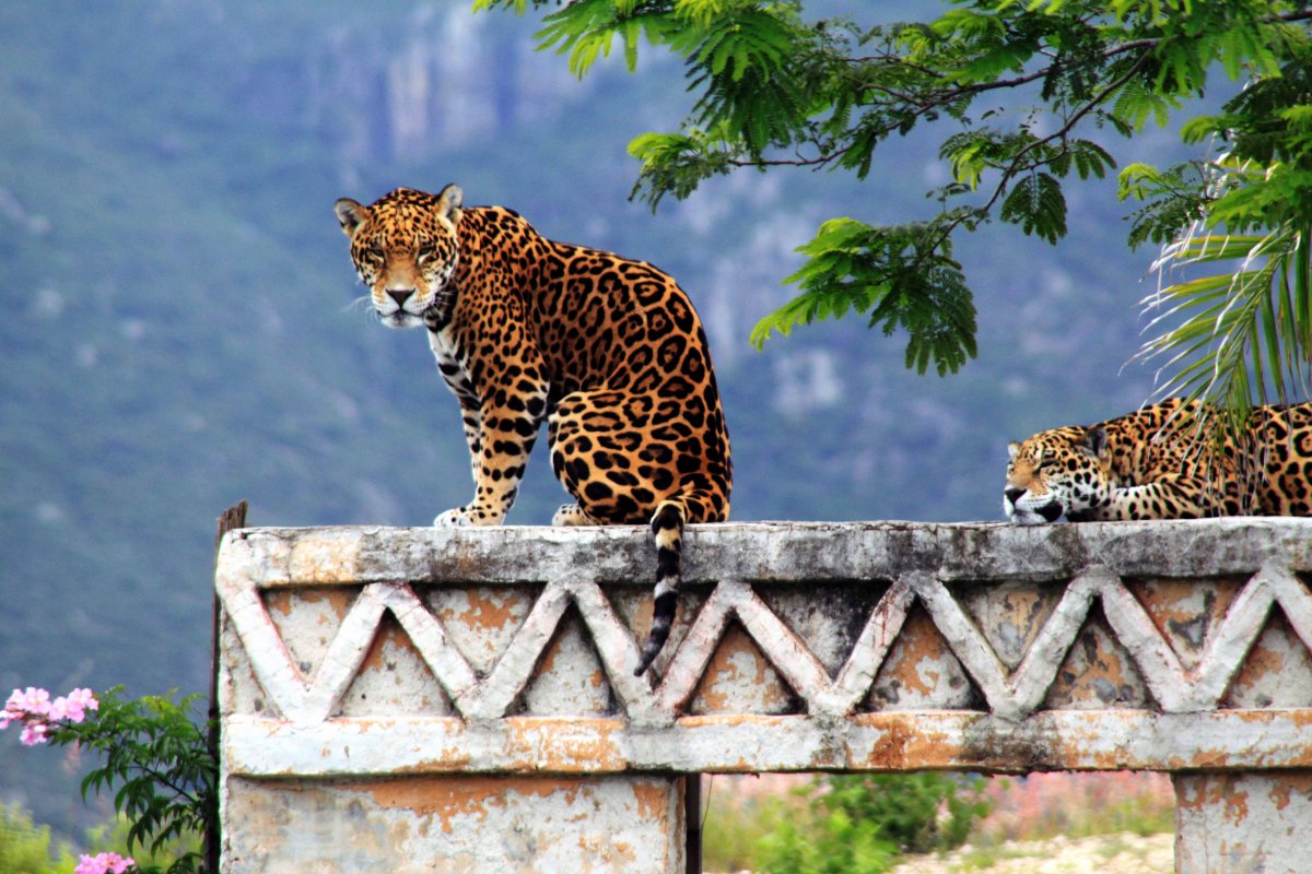 Мексиканский Ягуар