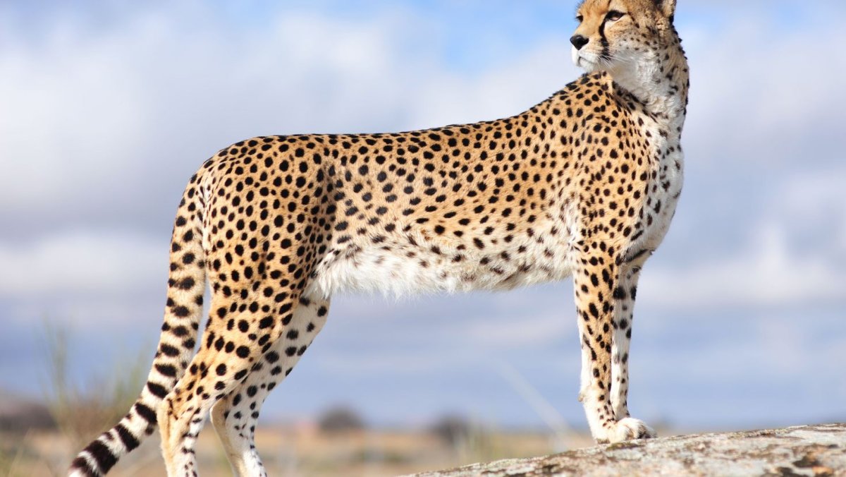 Cheetah (гепард)