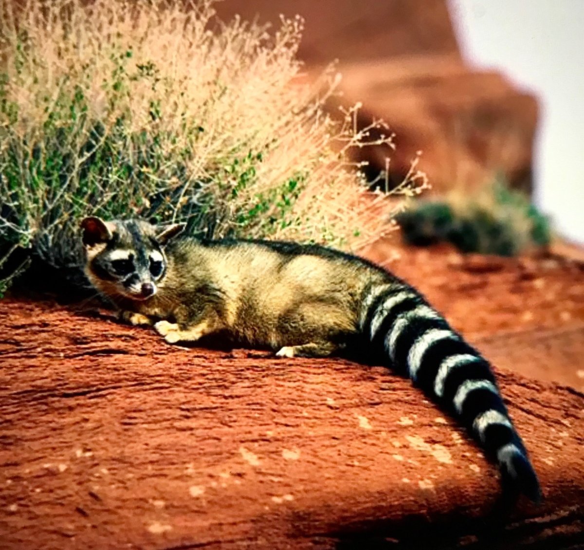 Североамериканский какаоми