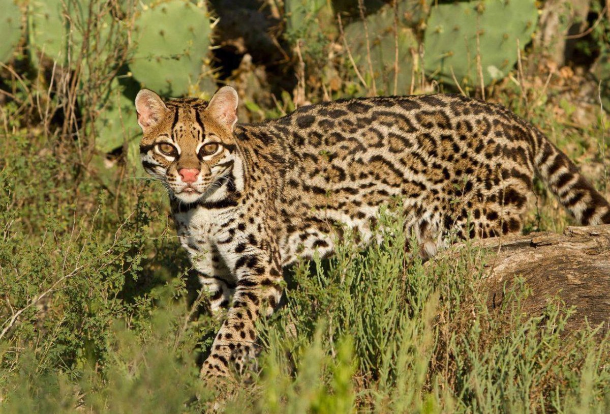 Животные Южной Америки Оцелот