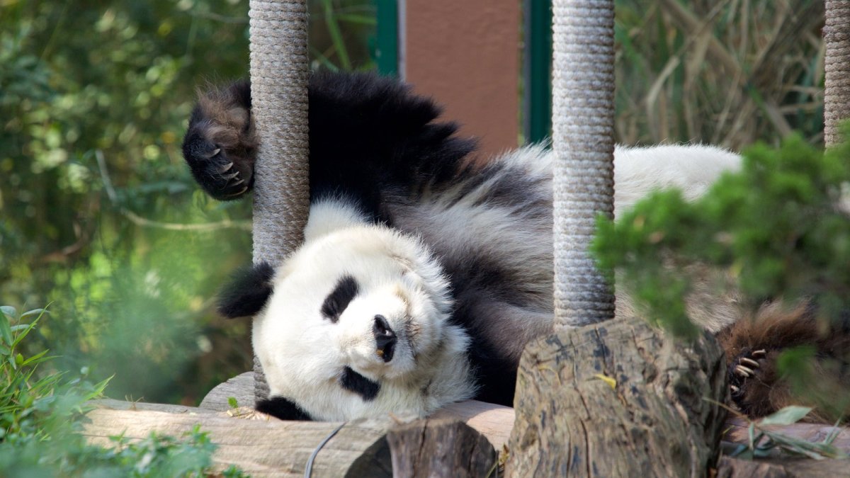 Звери в Мексике