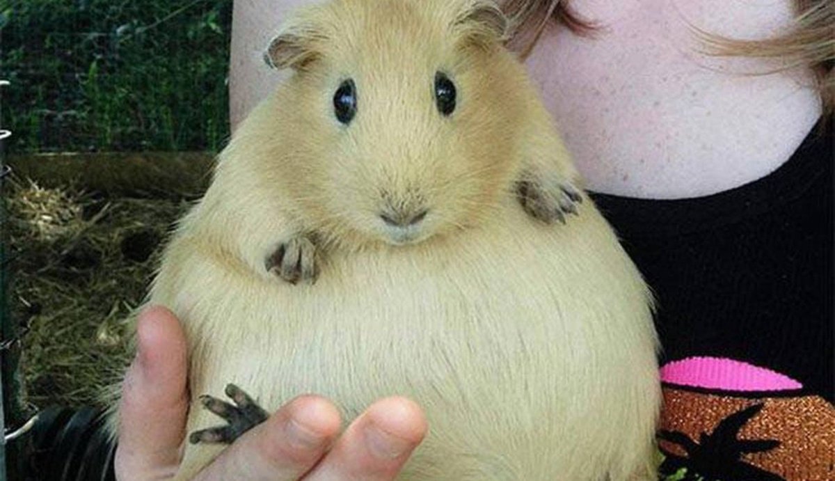 Беременная морская Свинка