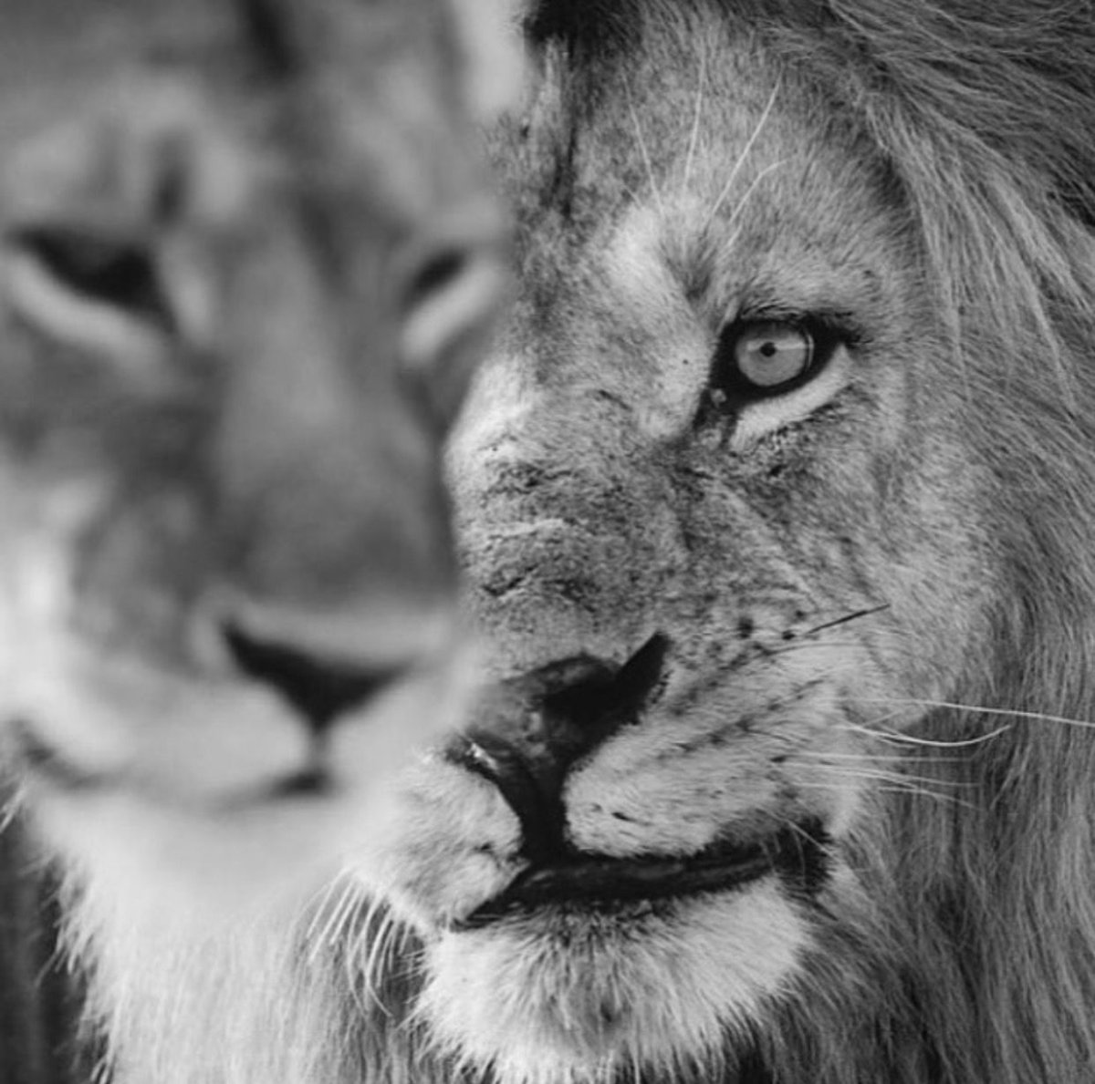 Львы любовь