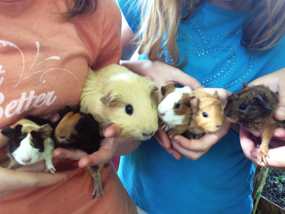 Арты морских свинок