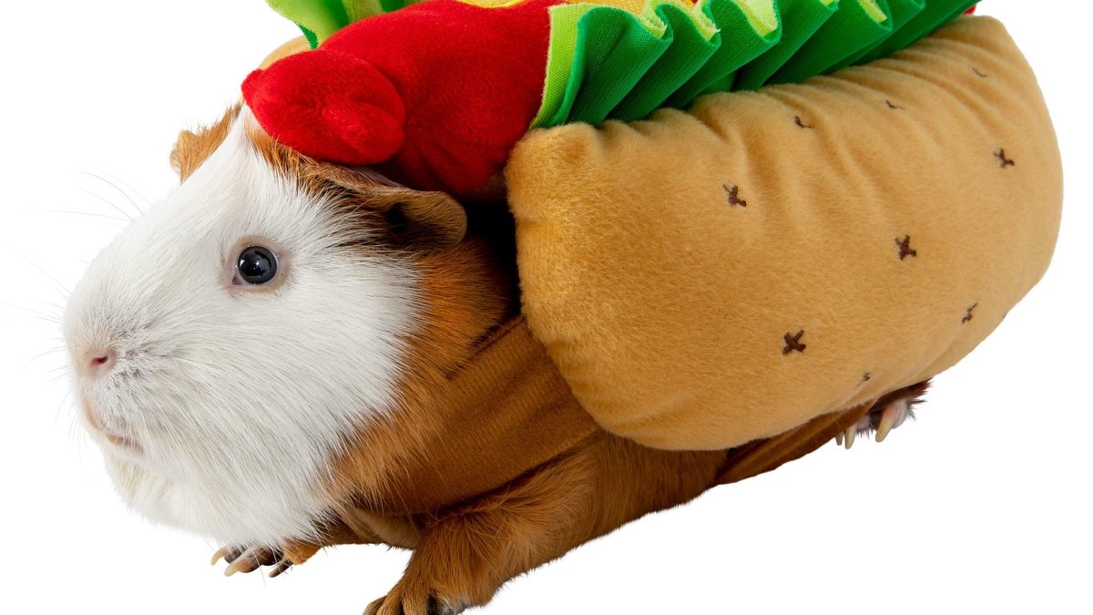 Морская Свинка короткошерстная