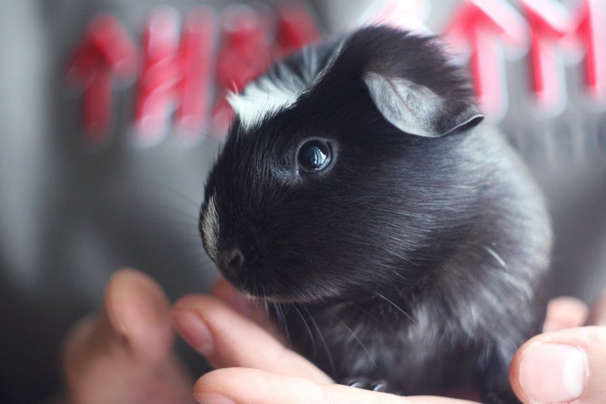 Хомяк в костюме оленя