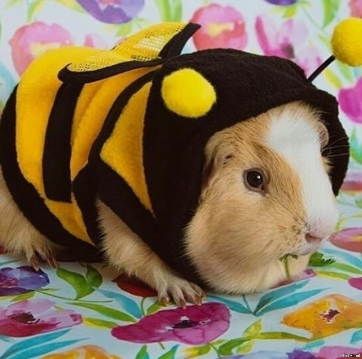 Морские свинки