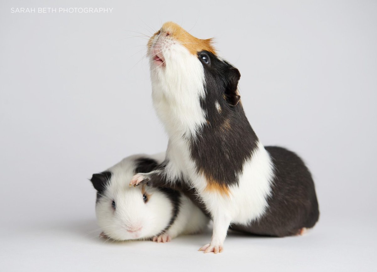 Родина морских свинок