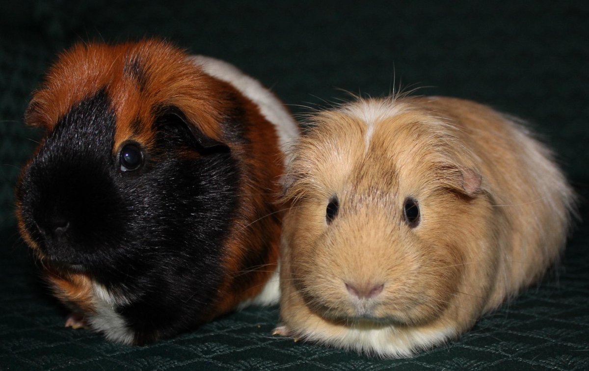 Морские свинки