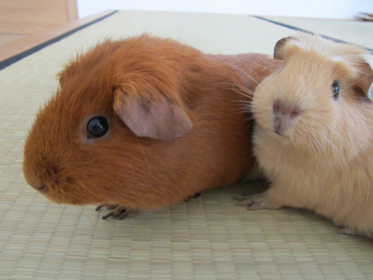 Беременна морская Свинка