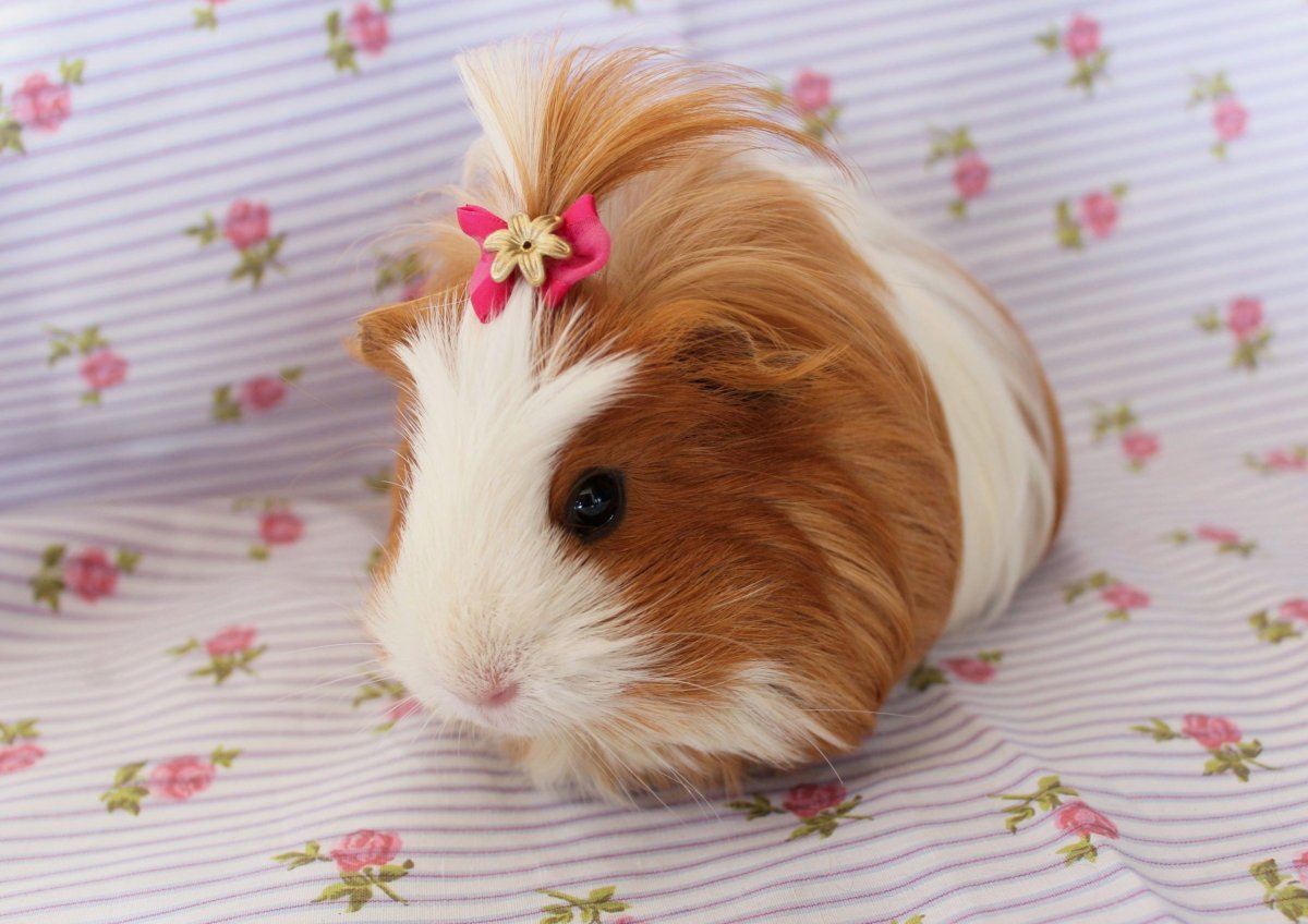 Морская Свинка овца