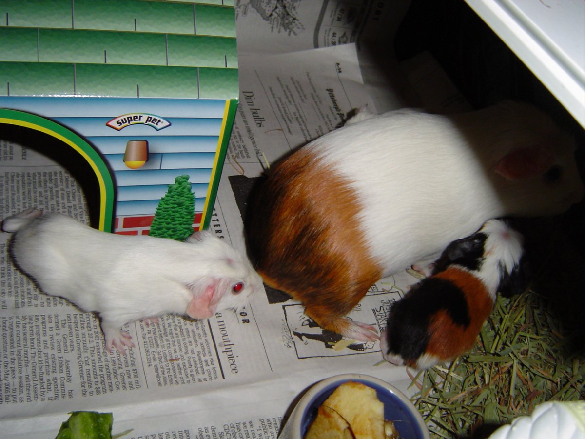 Морская Свинка рыжая с белым