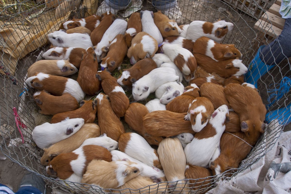 Удивительные морские свинки