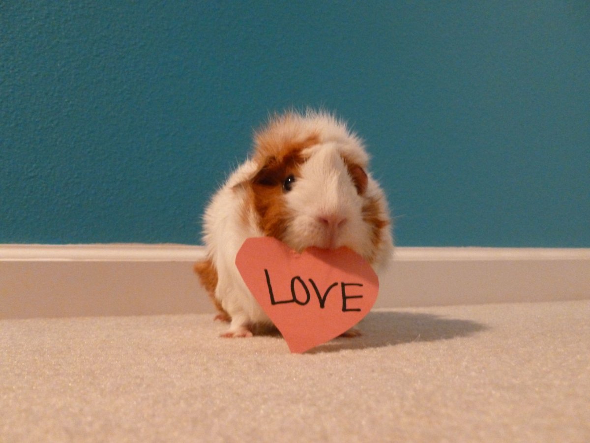 Абщхда морская Свинка