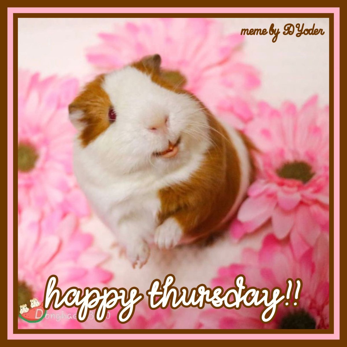 Дневник с хомячком фото