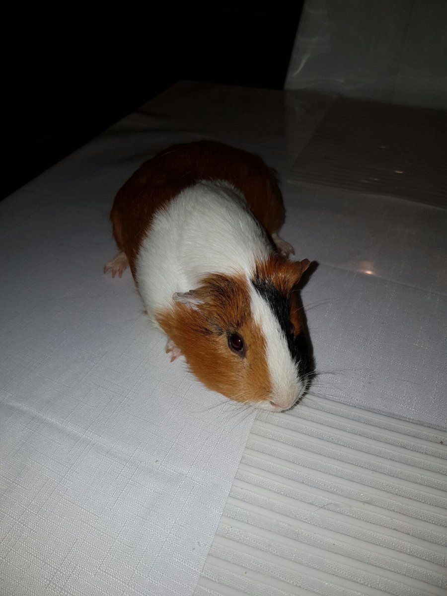 Морская Свинка Прокопьевск