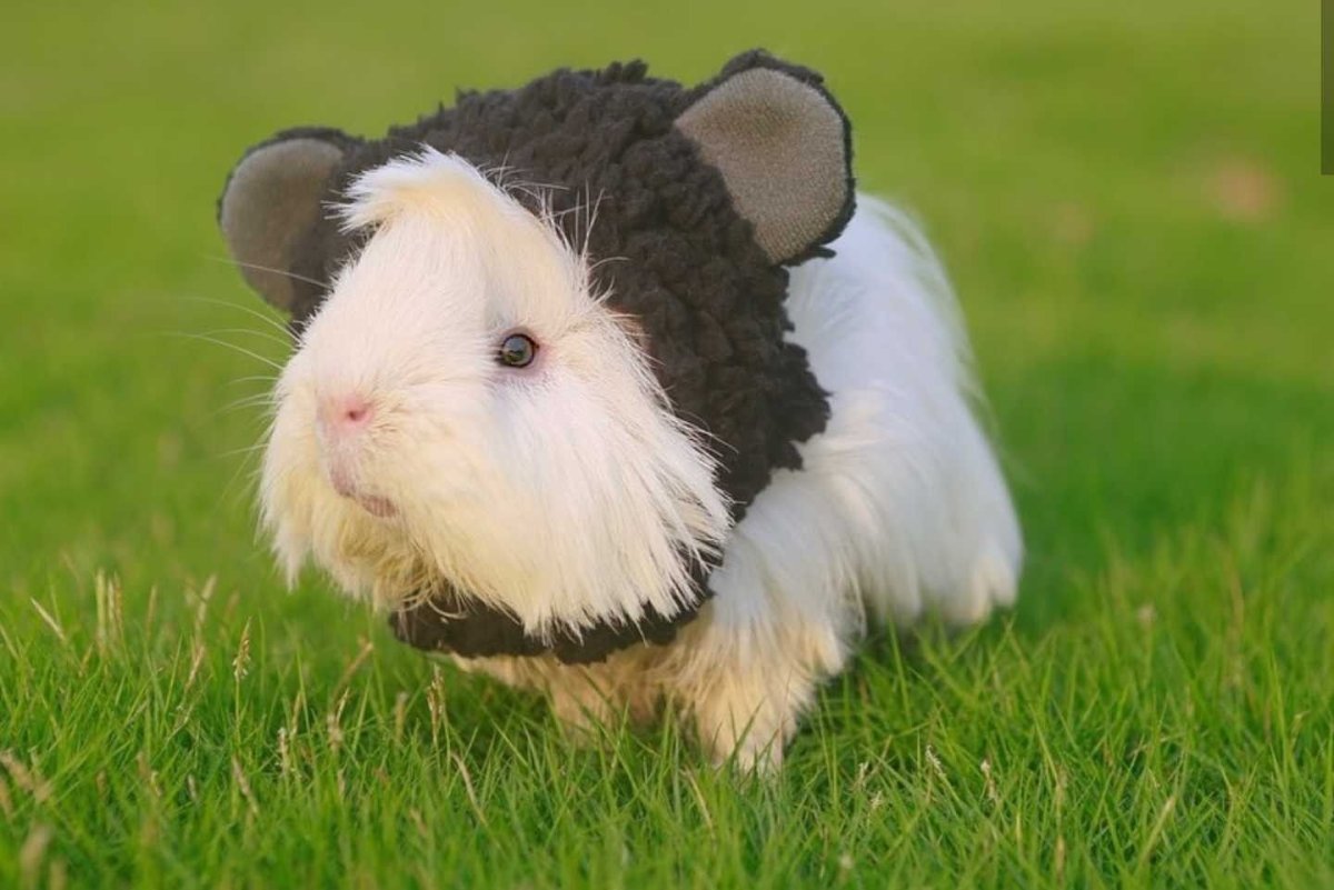 Морская Свинка обыкновенная трехцветная