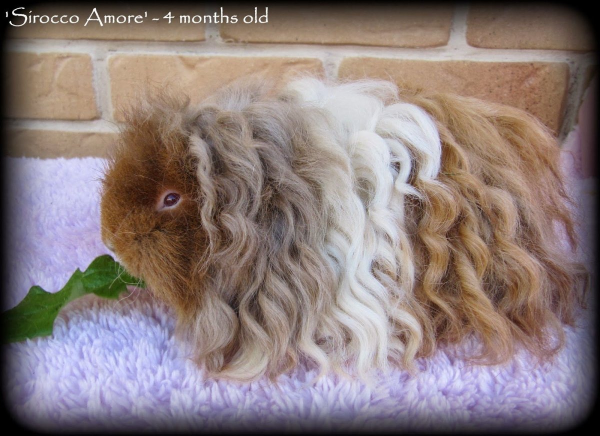 Беременная морская Свинка скинни