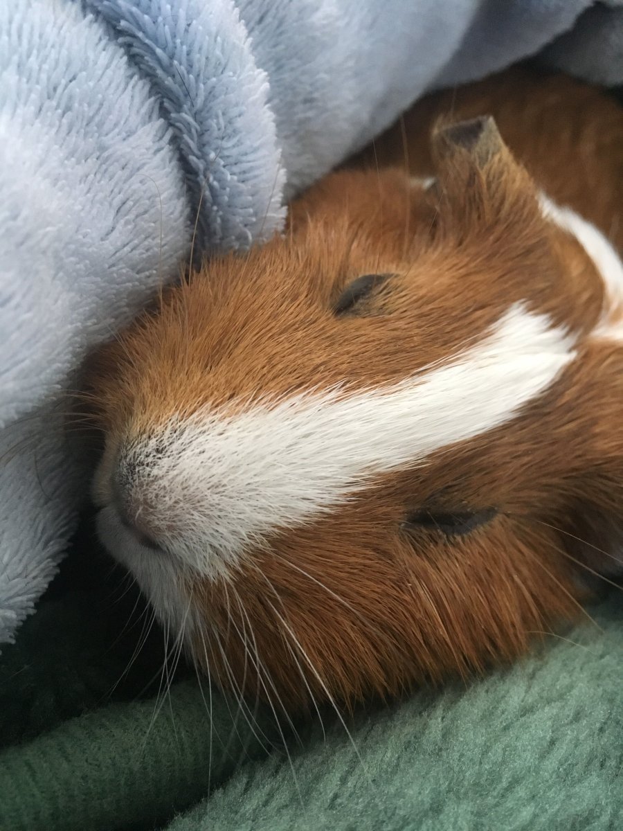 Морская Свинка Пинтерест