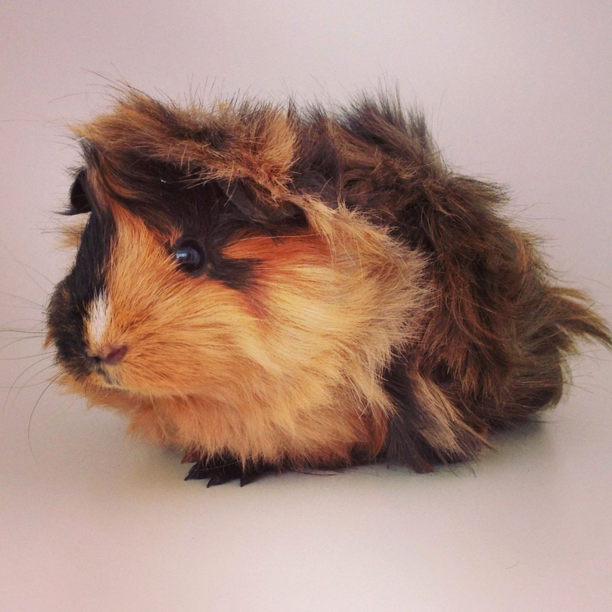 Розетти морская Свинка