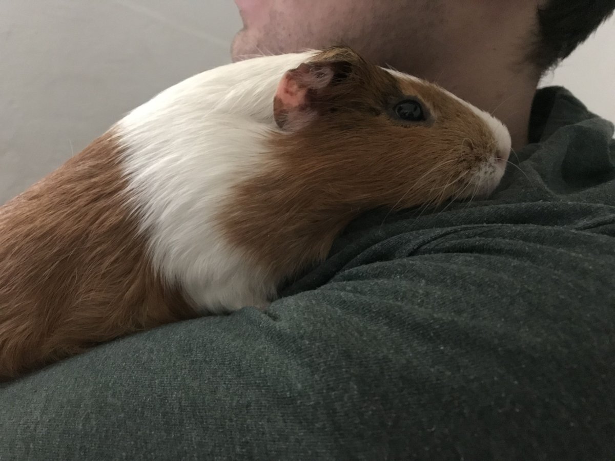 Скрешение морской свинки и кролика