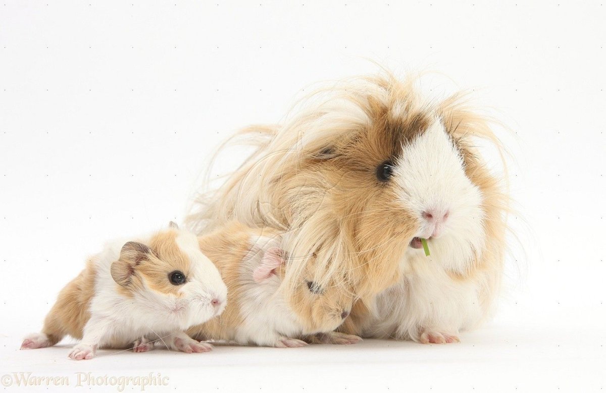 Морская Свинка милая