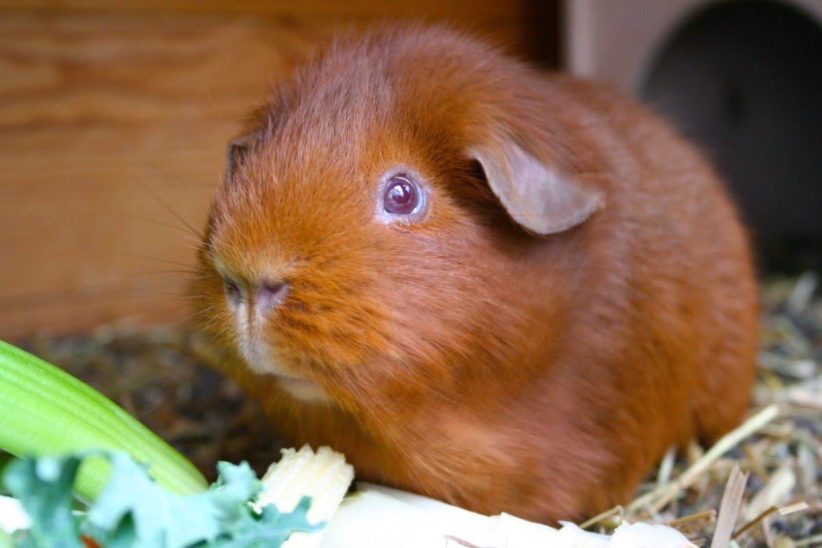 Морская Свинка текстиль