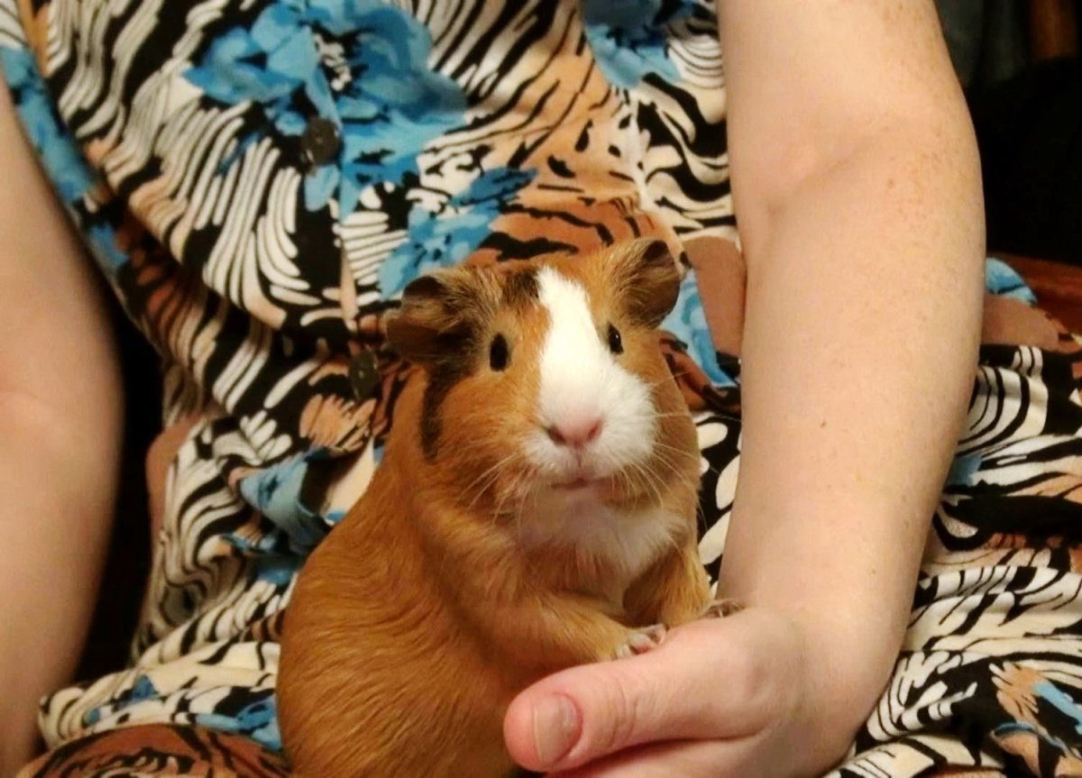 Морские свинки