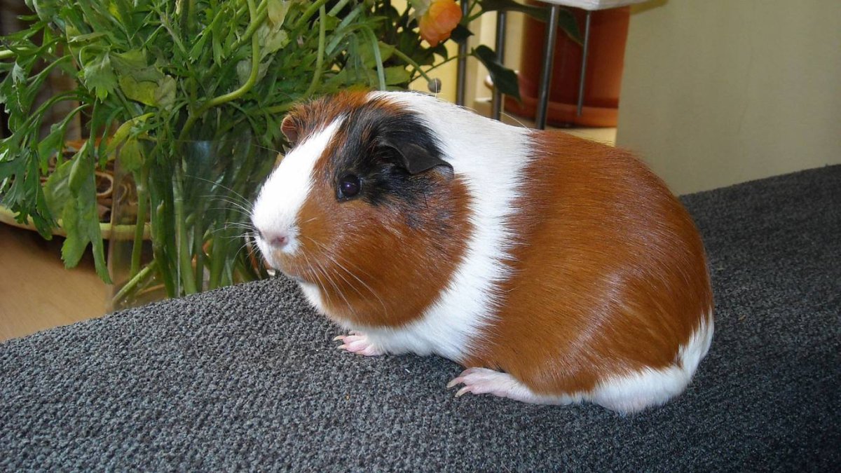 Большая морская Свинка капибара