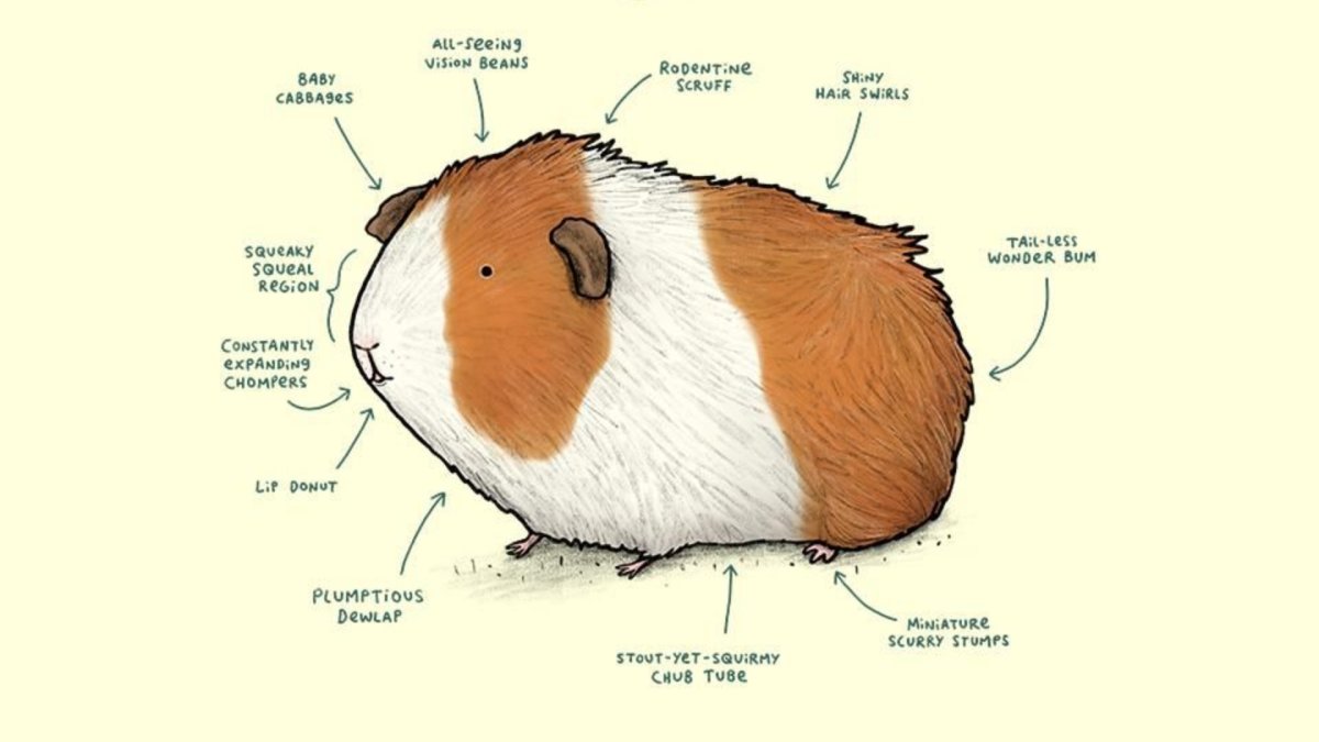Морские свинки породы Куи