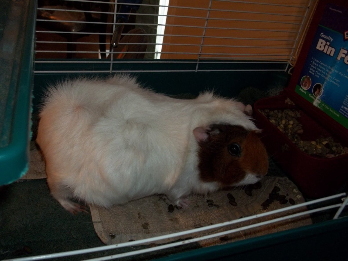 Гипоаллергенная морская Свинка