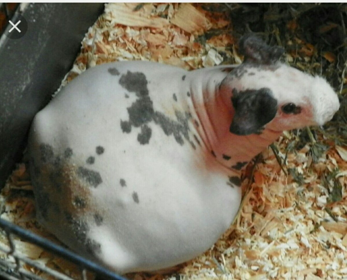 Строение морской свинки