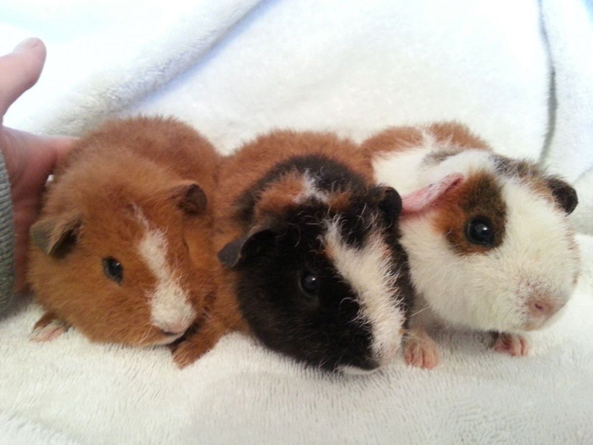 Строение морской свинки