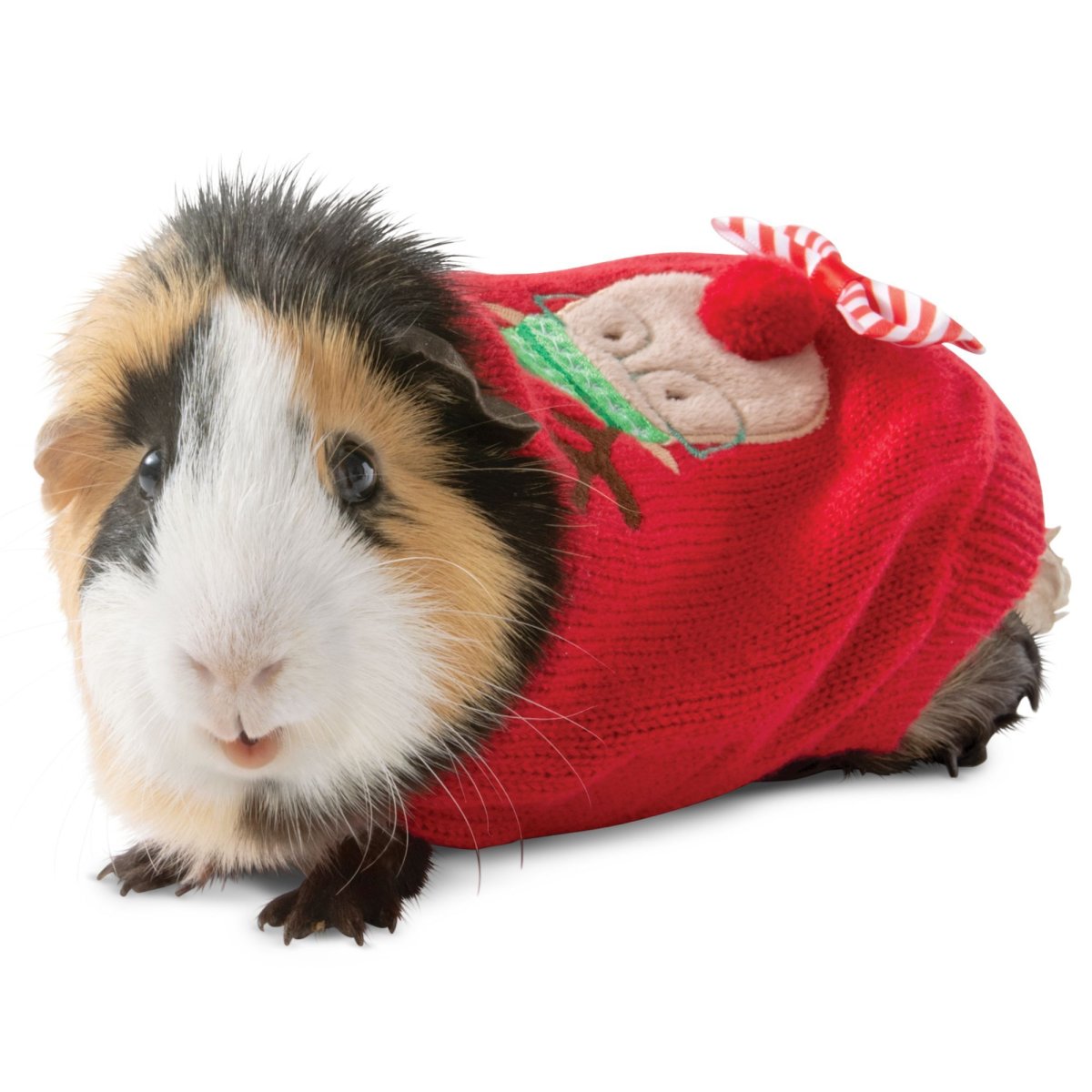 Беременна морская Свинка