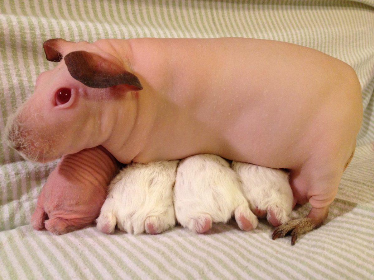 Свадьба морских свинок