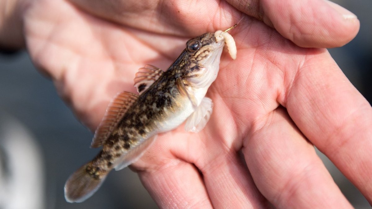 Бубырь пескарь