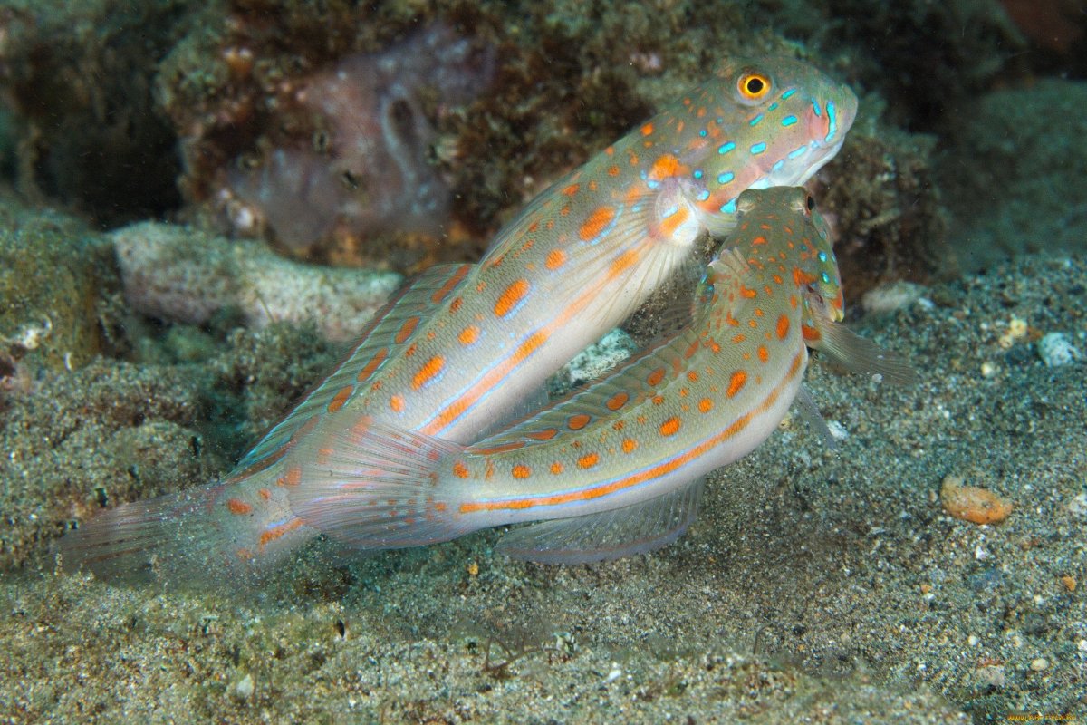 Ошибень рыба