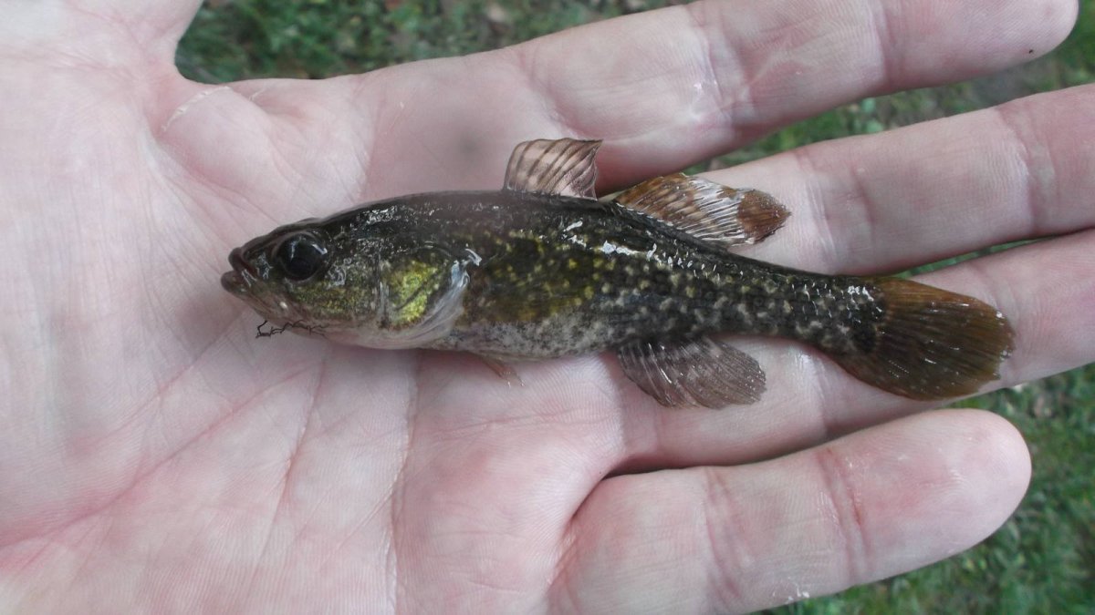 Ротан Черноморский бычок