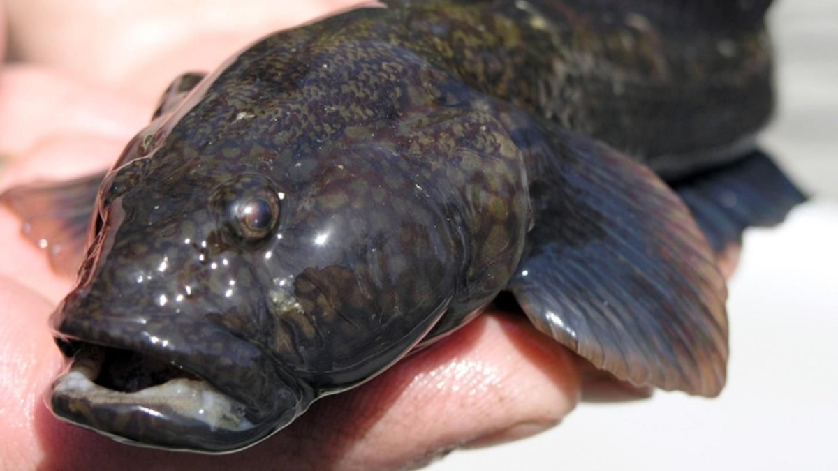 Ротан Черноморский бычок