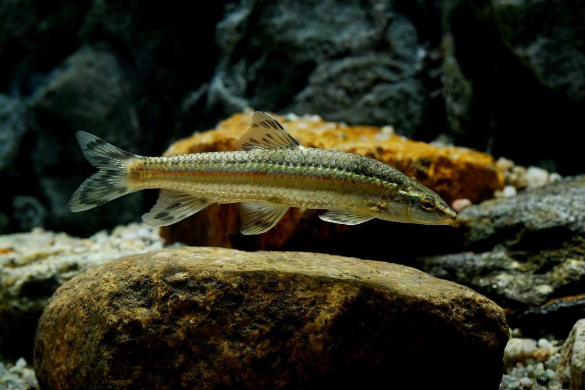 Бычок подкаменщик Черноморский