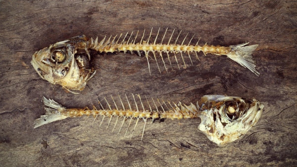 Дальневосточный окунь терпуг