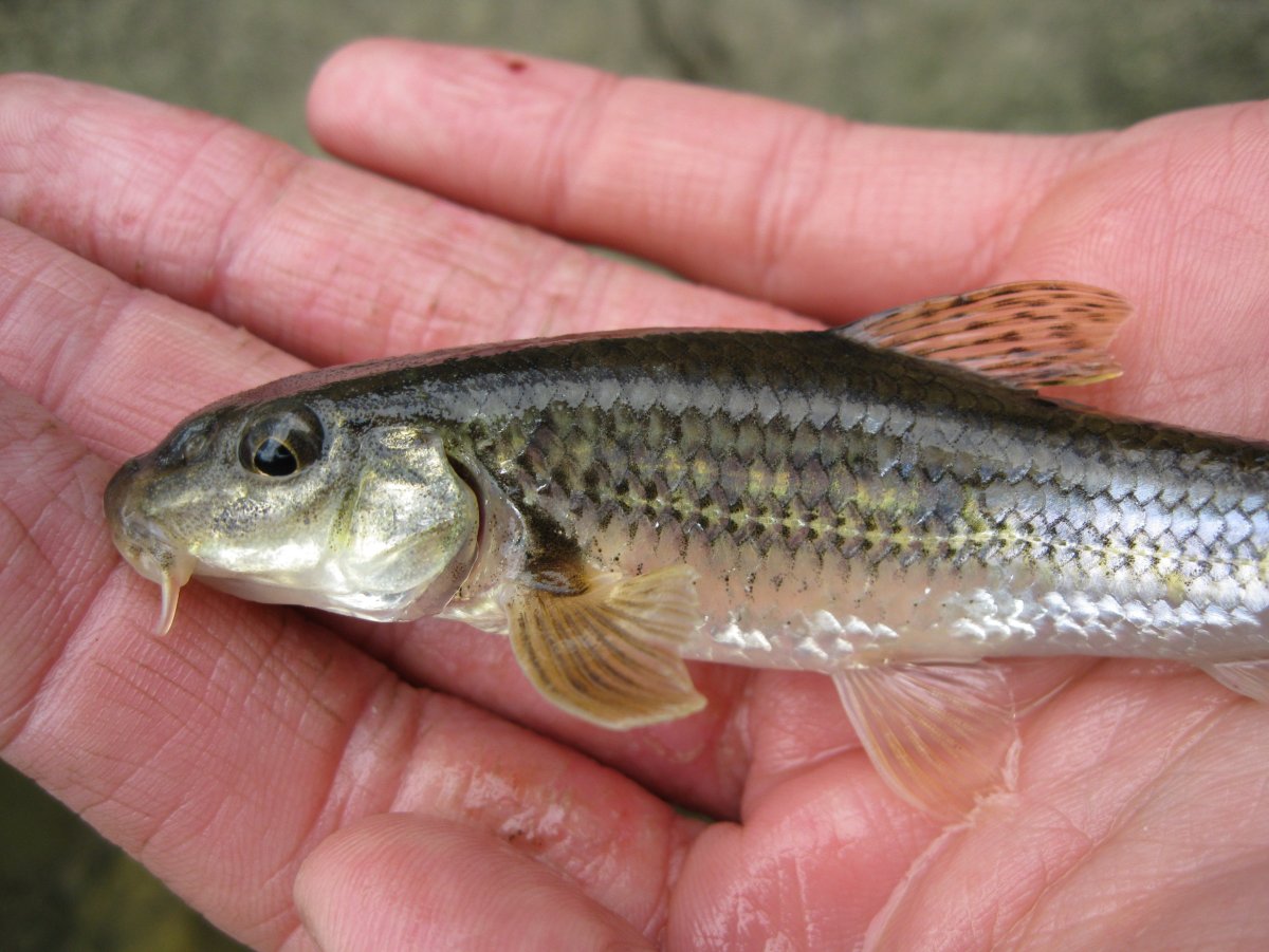 Пескарь gobio gobio